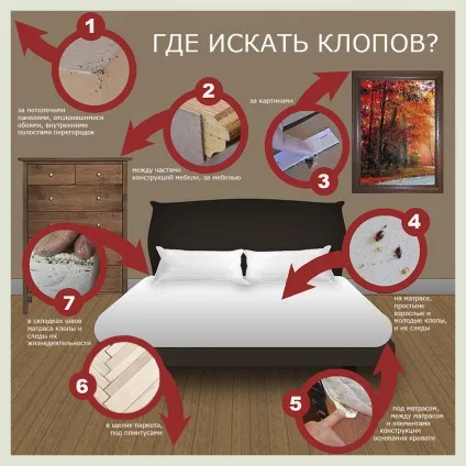 Що робити, якщо завелися клопи в дивані, як вивести диванних клопів самостійно (клопи) Що робити, якщо завелися клопи в дивані, як вивести диванних клопів самостійно