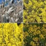 Що посадити під зиму для удобрення землі чим і як удобрювати (зиму) Що посадити під зиму для удобрення землі чим і як удобрювати
