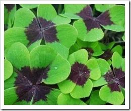 Що садити під хвойними деревами, мегаполіс і село (сімейства Злаки Poaceae) Що садити під хвойними деревами, мегаполіс і село