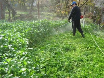 Що посадити під зиму для удобрення землі чим і як удобрювати (добрива) Що посадити під зиму для удобрення землі чим і як удобрювати