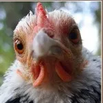 Курчата клюють пір'я - кури, форум про розведення і утримання домашньої птиці