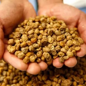 Чуфа корисні властивості і протипоказання, food and health (вирощування) Чуфа корисні властивості і протипоказання, food and health