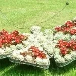 Квіткові клумби на дачі своїми руками фото з підручних засобів (квіткові) Квіткові клумби на дачі своїми руками фото з підручних засобів