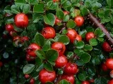 Квітка крінум - догляд полив, пересадка, добриво (полив) Квітка крінум - догляд полив, пересадка, добриво