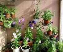 Квіти на балконі заскленому і відкритому, допомога у виборі та оформленні, як зробити зимовий сад на (квіти) Квіти на балконі заскленому і відкритому, допомога у виборі та оформленні, як зробити зимовий сад на
