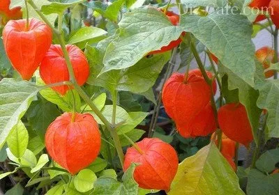 Декоративний город як краще прикрасити дачні грядки (город) Декоративний город як краще прикрасити дачні грядки