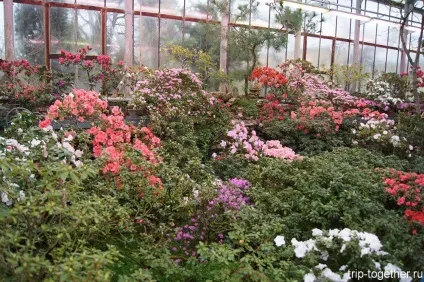 Цвітіння азалій в ботанічному саду Харкова (цвітіння) Цвітіння азалій в ботанічному саду Харкова