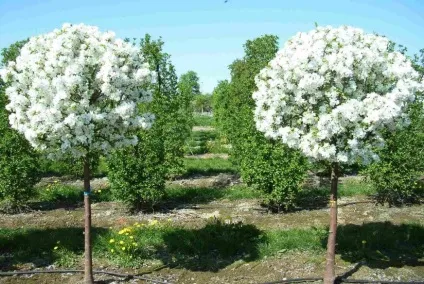Декоративні дерева для саду і дачі (ландшафтний дизайн) Декоративні дерева для саду і дачі