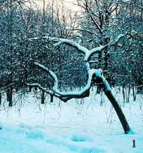 Деревце з плакучою кроною