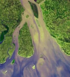 Дельта річки - особлива екосистема (екосистема) Дельта річки - особлива екосистема