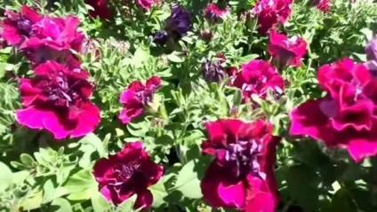 Сільські мотиви у квітниках