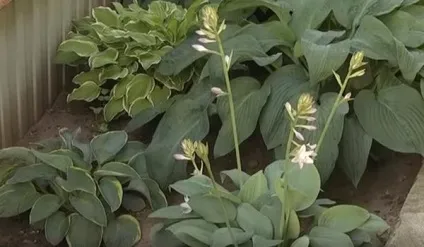 Сільські мотиви у квітниках