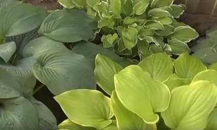 Сільські мотиви у квітниках