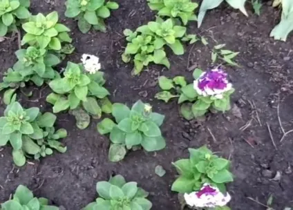 Сільські мотиви у квітниках