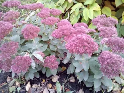 Сільські мотиви у квітниках