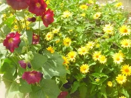 Сільські мотиви у квітниках