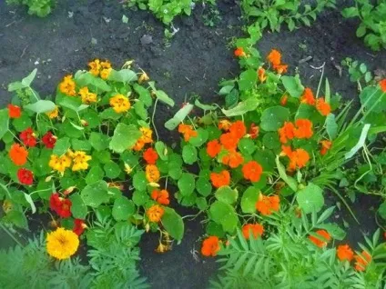 Сільські мотиви у квітниках