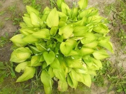 Сільські мотиви у квітниках