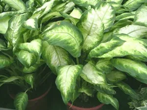 Диффенбахія (dieffenbachia)
