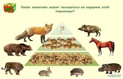 Діагностика психічного розвитку дітей середньої групи (кінець року) (року) Діагностика психічного розвитку дітей середньої групи (кінець року)