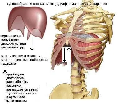 Діафрагмальне дихання як техніка для оздоровлення організму, вебаура (дихання діафрагмою) Діафрагмальне дихання як техніка для оздоровлення організму, вебаура