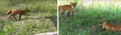 Дівчина хотіла поховати померлу лисицю (дівчина) Дівчина хотіла поховати померлу лисицю