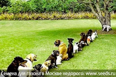 Домашні тварини та газон