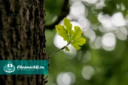 Дубова кора лікувальні властивості - рецепти при різних захворюваннях (кора) Дубова кора лікувальні властивості - рецепти при різних захворюваннях