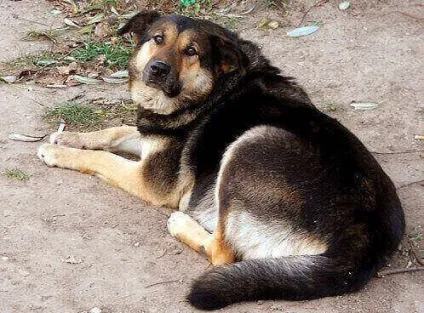 Дворняга - що ви знаєте про неї (дворняга) Дворняга - що ви знаєте про неї