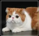 Екзотична кішка (exotic shorthair cat) - кошенята в розплідниках - породи і ціни, розплідники і (купити) Екзотична кішка (exotic shorthair cat) - кошенята в розплідниках - породи і ціни, розплідники і