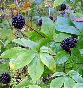 Елеутерокок посадка і догляд (eleutherococcus), наша (елеутерокок посадка і догляд) Елеутерокок посадка і догляд (eleutherococcus), наша
