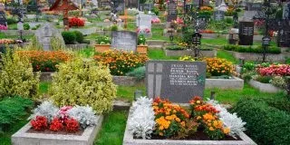Епіфіллум - догляд в домашніх умовах, змушуємо цвісти