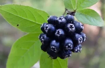 Елеутерокок посадка і догляд (eleutherococcus), наша (елеутерокок посадка і догляд) Елеутерокок посадка і догляд (eleutherococcus), наша