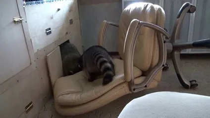 Єнот в домашніх умовах