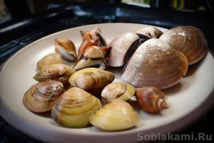 Екзотичні морепродукти як вибирати і як готувати (лобстери) Екзотичні морепродукти як вибирати і як готувати
