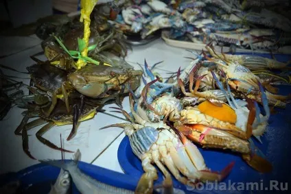 Екзотичні морепродукти як вибирати і як готувати (водорості) Екзотичні морепродукти як вибирати і як готувати