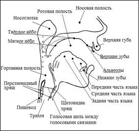 Мовні центри мозку