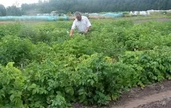 Якщо у картоплі скручуються листя - газета садівник - мережеве видання (листя) Якщо у картоплі скручуються листя - газета садівник - мережеве видання