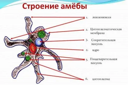 Факультативні паразити види, їх особливості та наслідки (всередині клітинних структур) Факультативні паразити види, їх особливості та наслідки