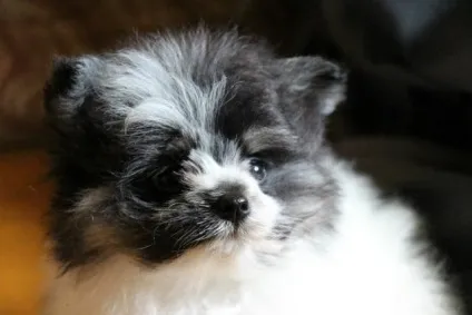 Якщо щеня йорка метис - які помісі існують (метис) Якщо щеня йорка метис - які помісі існують
