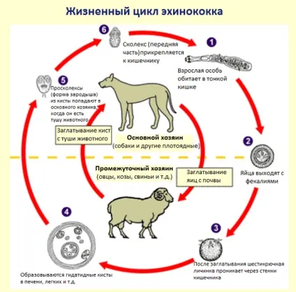 Факультативні паразити хто це такі (паразити) Факультативні паразити хто це такі