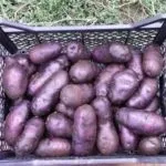 Фіолетовий картопля особливості вирощування та догляду (вирощування) Фіолетовий картопля особливості вирощування та догляду