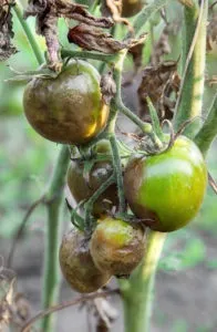 Фітофтороз томатів фото, опис і лікування, сад, город (лікування) Фітофтороз томатів фото, опис і лікування, сад, город