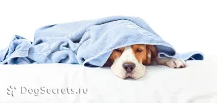 Флегмона у собак симптоми, лікування