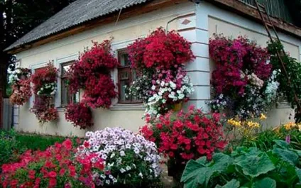 Фото каскадної петунії та особливості вирощування (петунії) Фото каскадної петунії та особливості вирощування