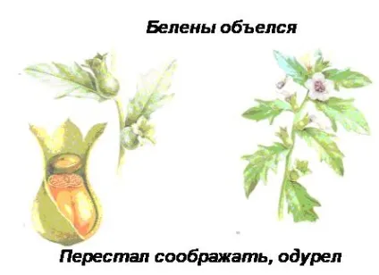 Фразеологізми як засіб виразності
