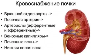 Функції і будова нирки у людини процес роботи