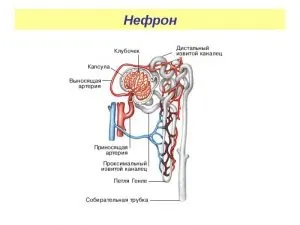 Функції і будова нирки у людини процес роботи