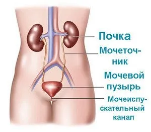Функції і будова нирки у людини процес роботи