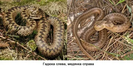 Де знаходяться чорні ліси, найкорисніше (Олександр Перший записи) Де знаходяться чорні ліси, найкорисніше